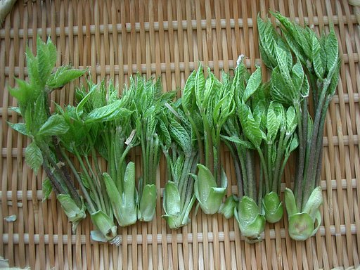 〜山菜（コシアブラ）〜