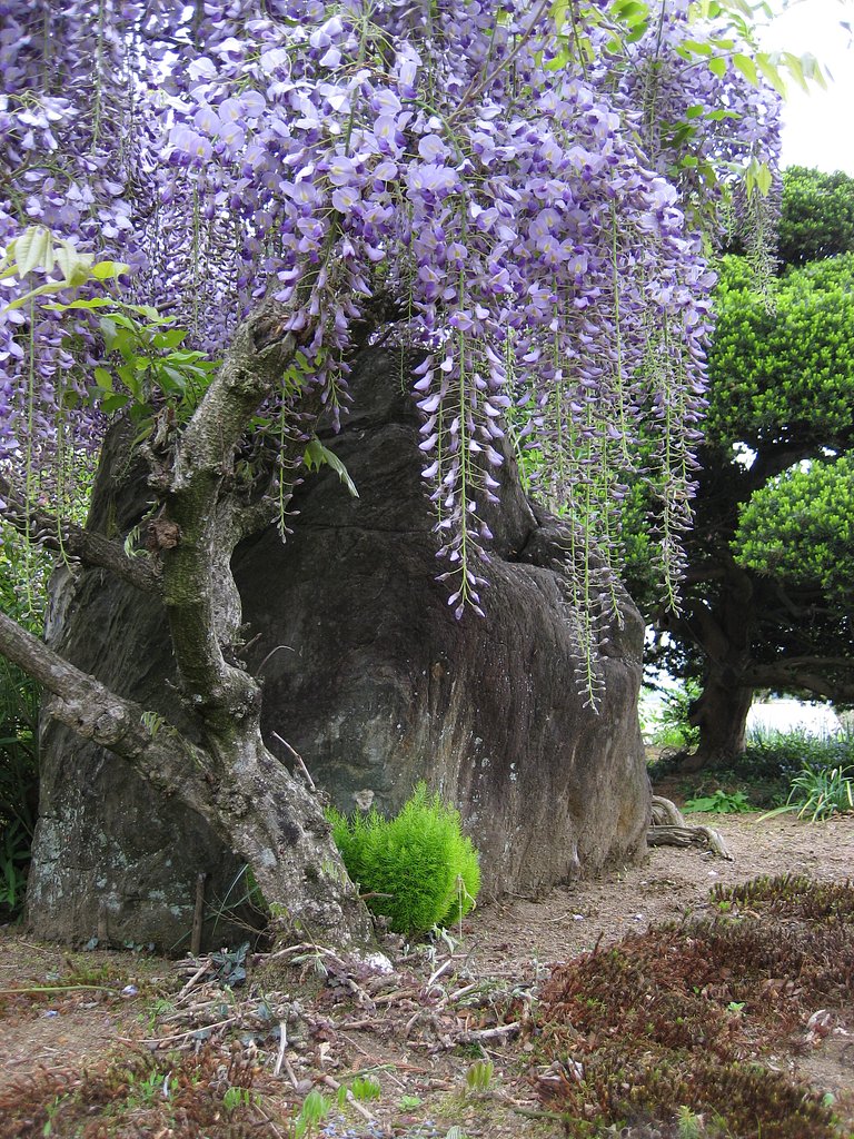 庭の藤