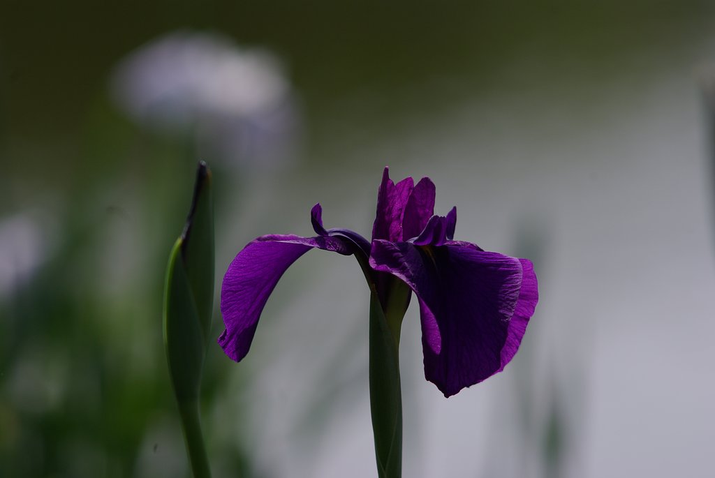 Super-Multi-Coated TAKUMAR 200mm F4