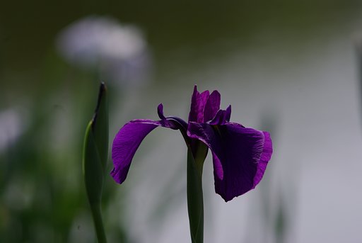 Super-Multi-Coated TAKUMAR 200mm F4