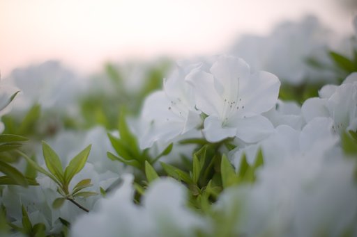 夕暮れに見つけたツツジ