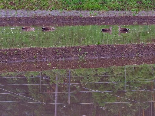 田植えの準備