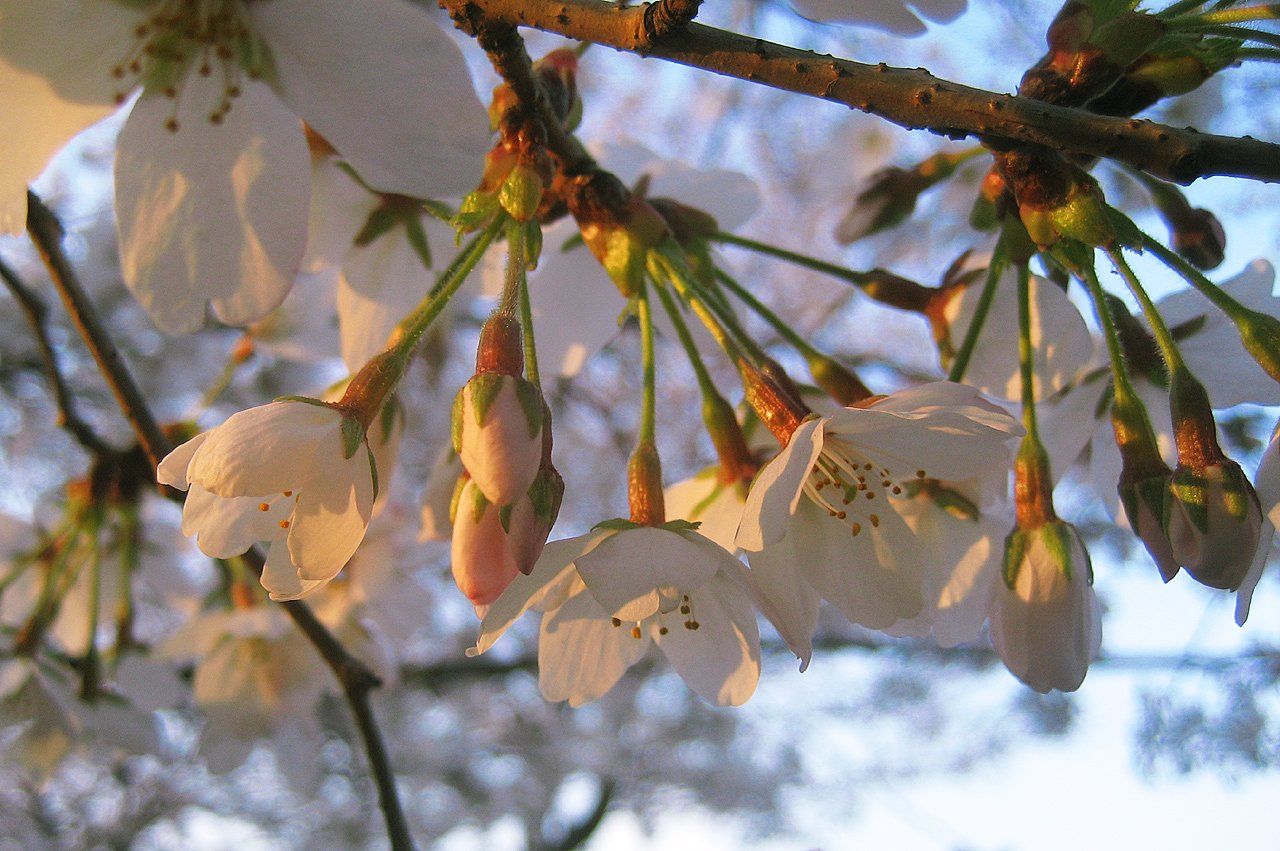 夕日桜