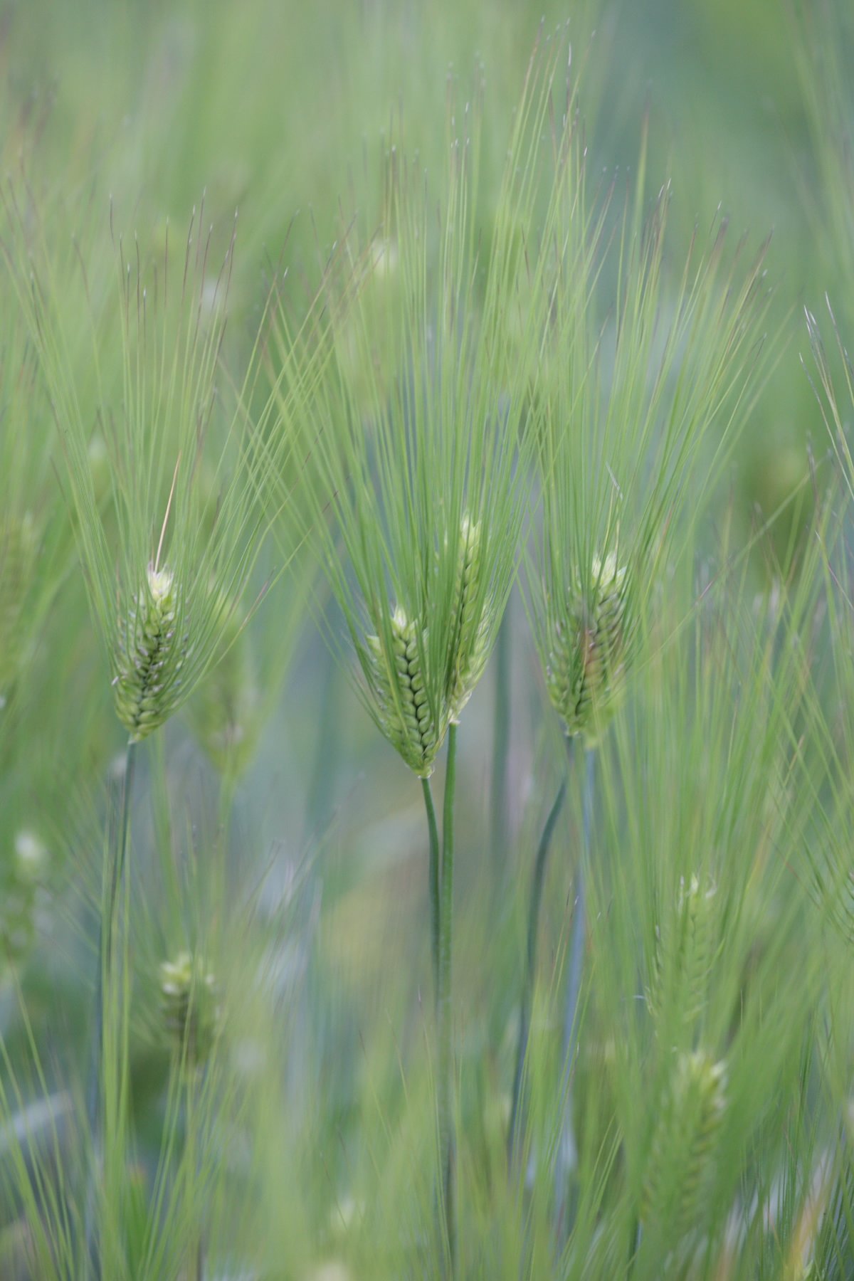 麦青く