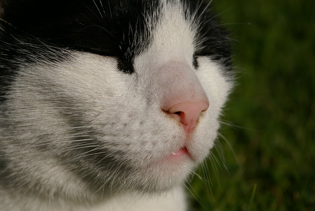 portrait of cat.