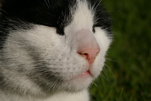 portrait of cat.