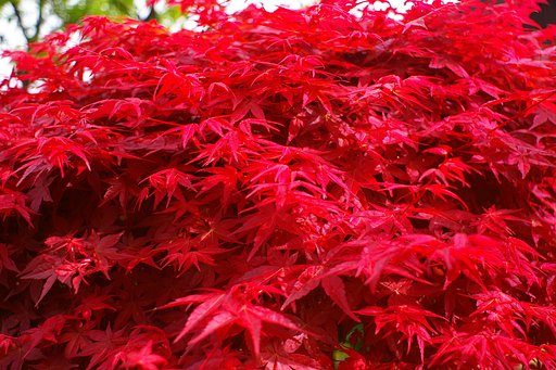 紅枝垂