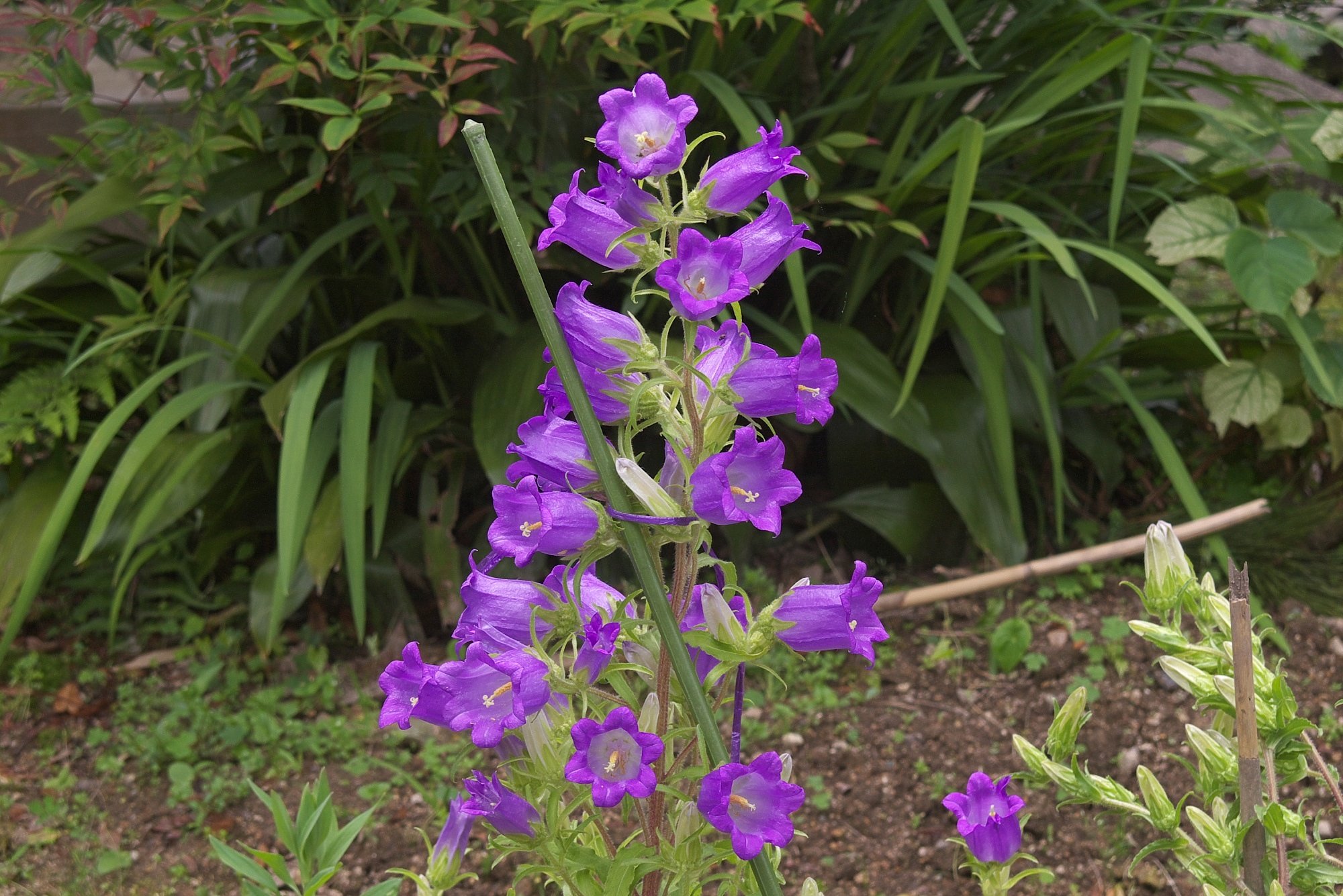 紫色の派手な花のカンパニュラです。