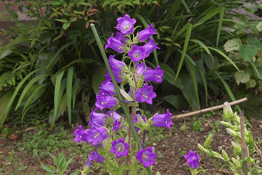 紫色の派手な花のカンパニュラです。