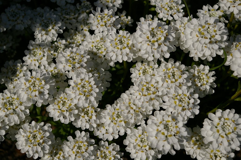 flowerets