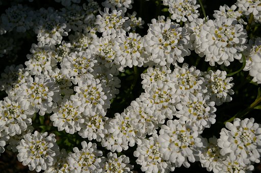 flowerets