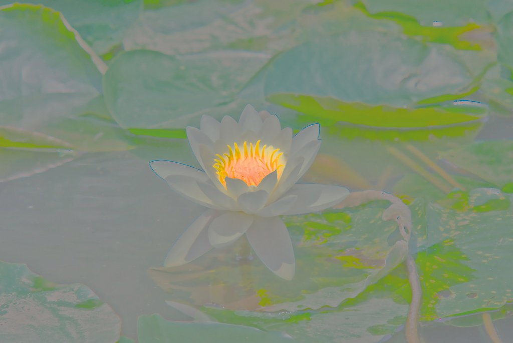 睡蓮