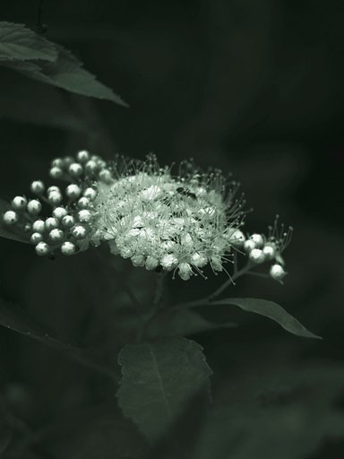 [Silver」蟻在りがアリアリと