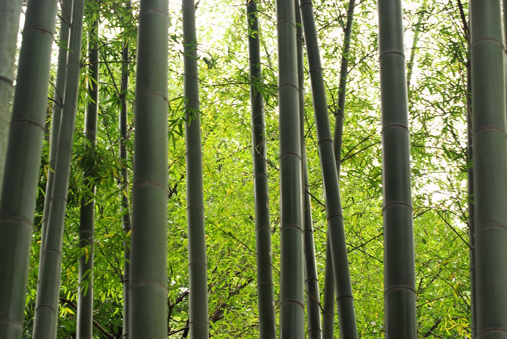 「植」若竹