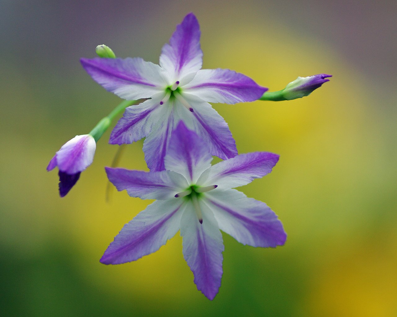 花宴