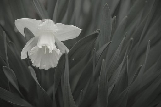 花と葉