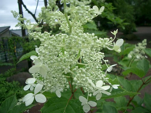 〜ノリウツギ（糊空木）の花〜