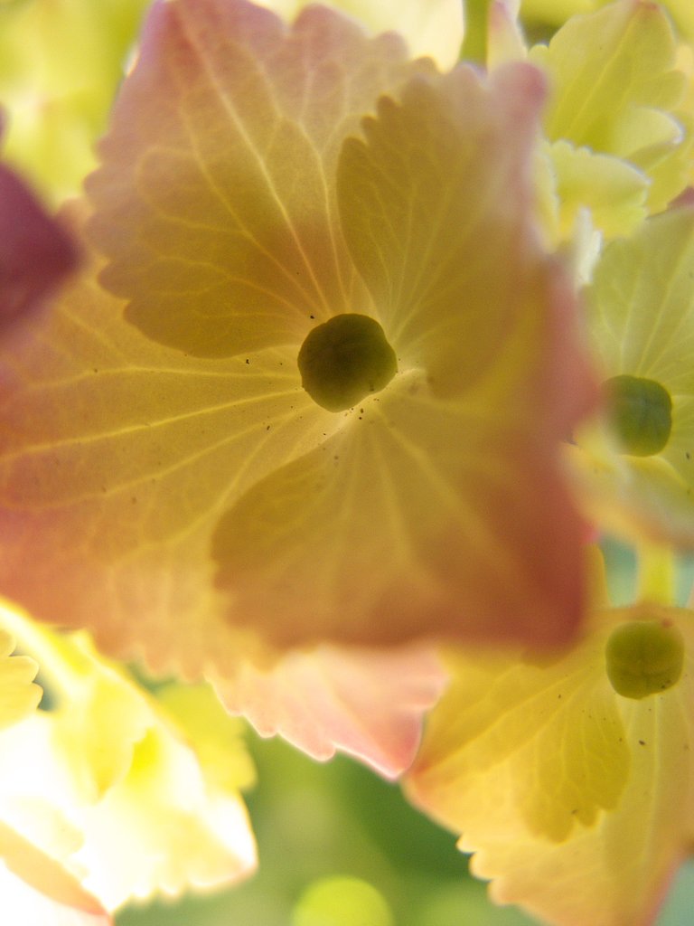 紫陽花一様