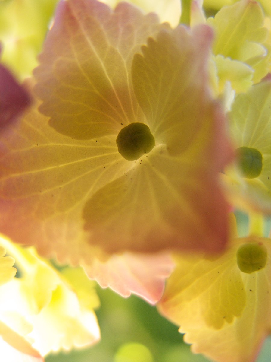 紫陽花一様