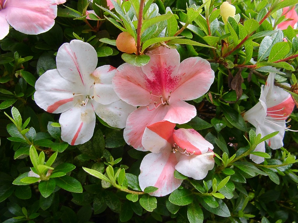 一つの花に赤と白の入ったつつじ