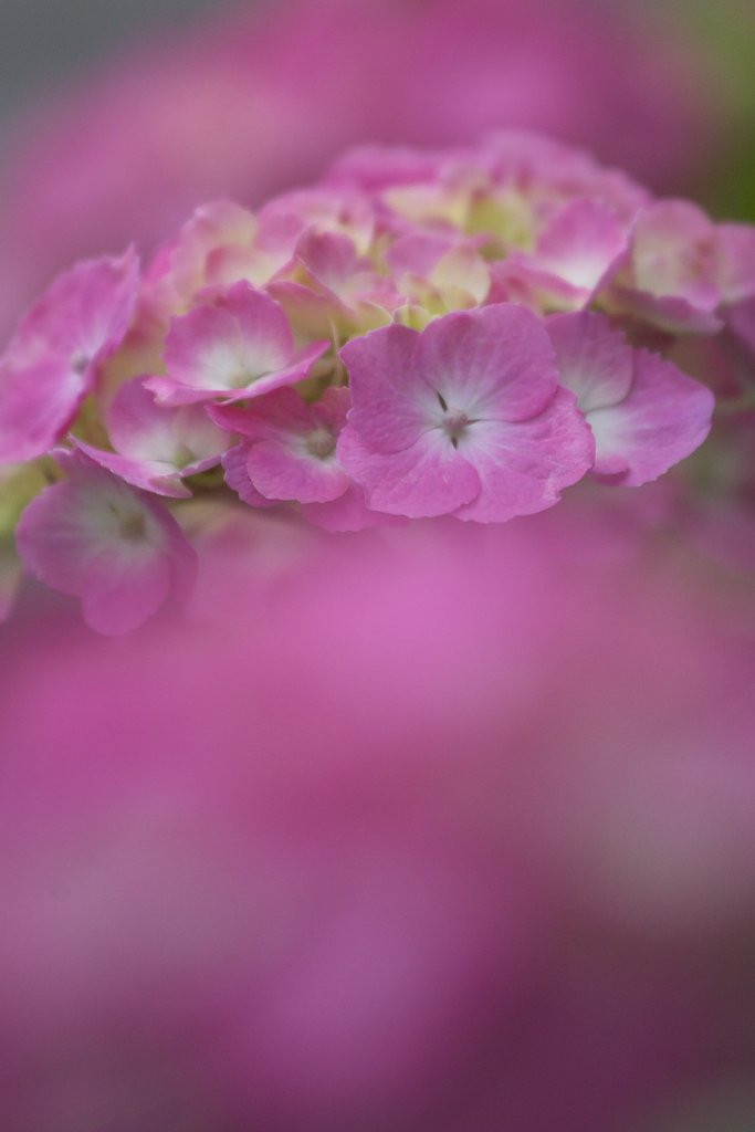 浮き立つ紫陽花
