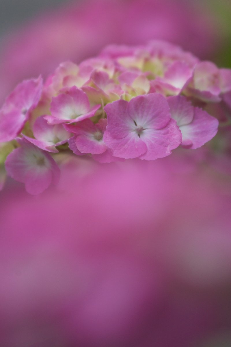 浮き立つ紫陽花