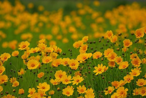 群生するオオキンケイギク