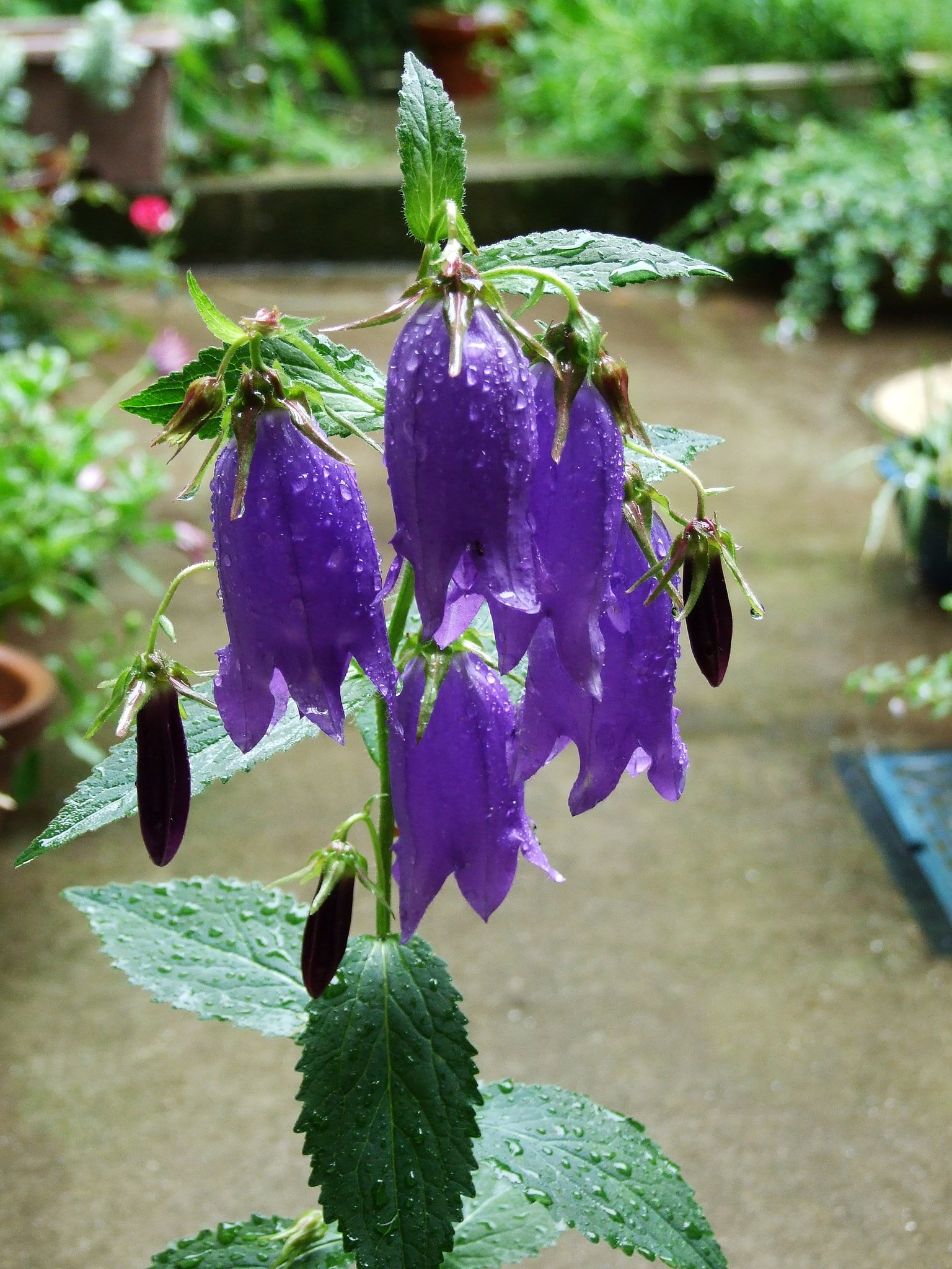 雨のホタルブクロ