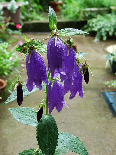 雨のホタルブクロ