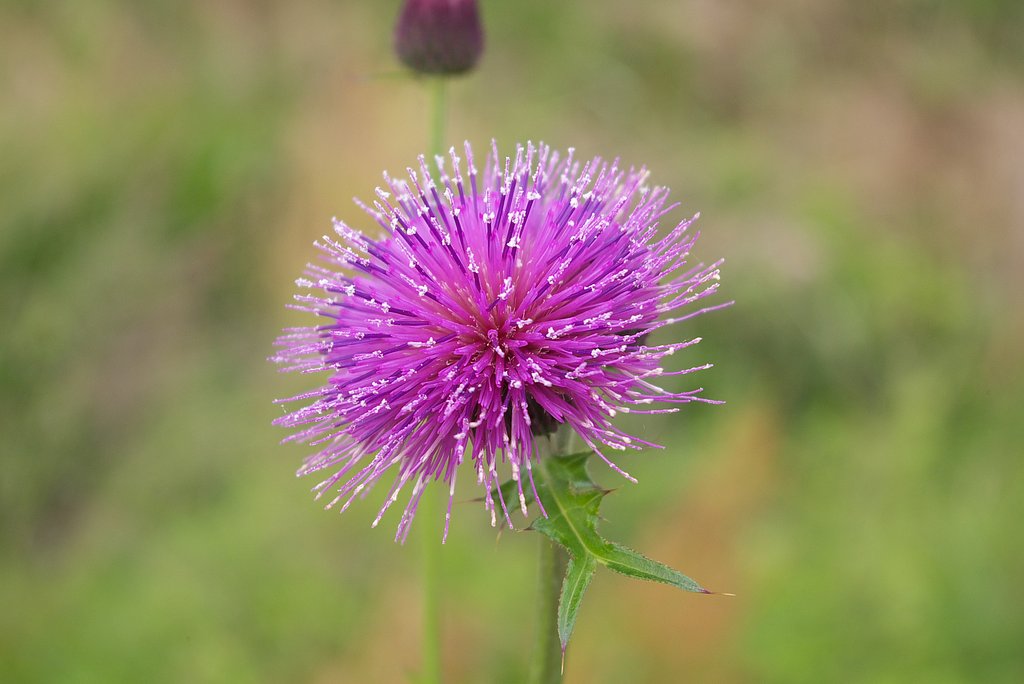 アザミの花のとがった花びらとシベをアップで撮影