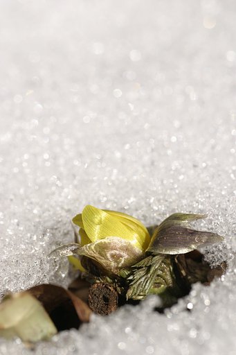 早春花