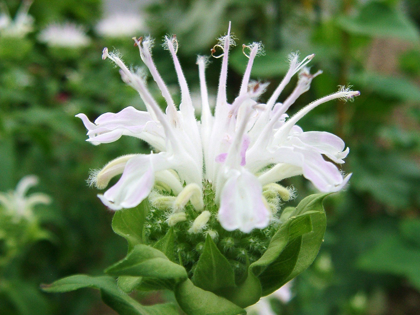 モナルダの白花