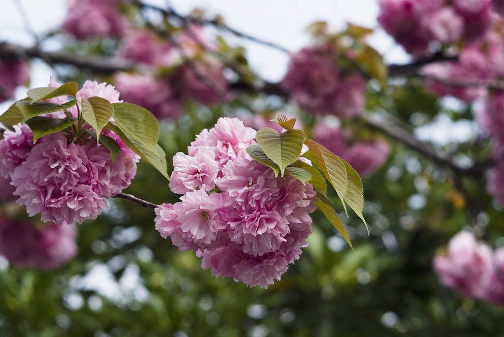 「緑」八重桜