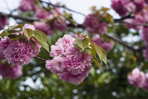 「緑」八重桜