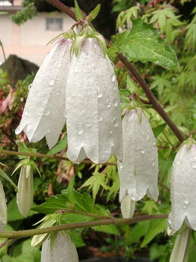 雨上がり-8