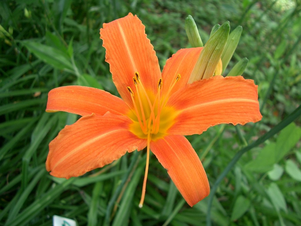 〜ノカンゾウ（野萓草）〜