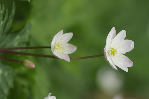 ニリンソウ