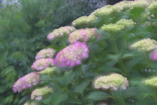 「植」雨と紫陽花