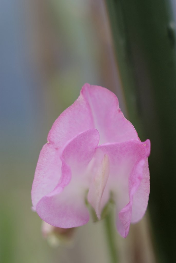 「緑」名も知らぬ花