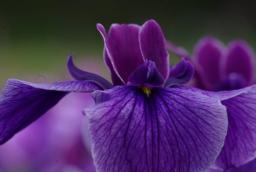 VOIGTLANDER APO-LANTHAR 180mm F4 AL