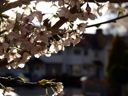 ロンドンで桜