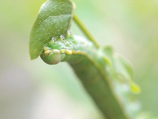 【植】せっかく植えたのに
