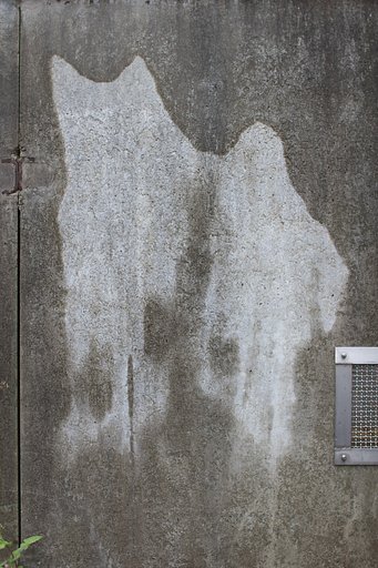 雨の日の白猫