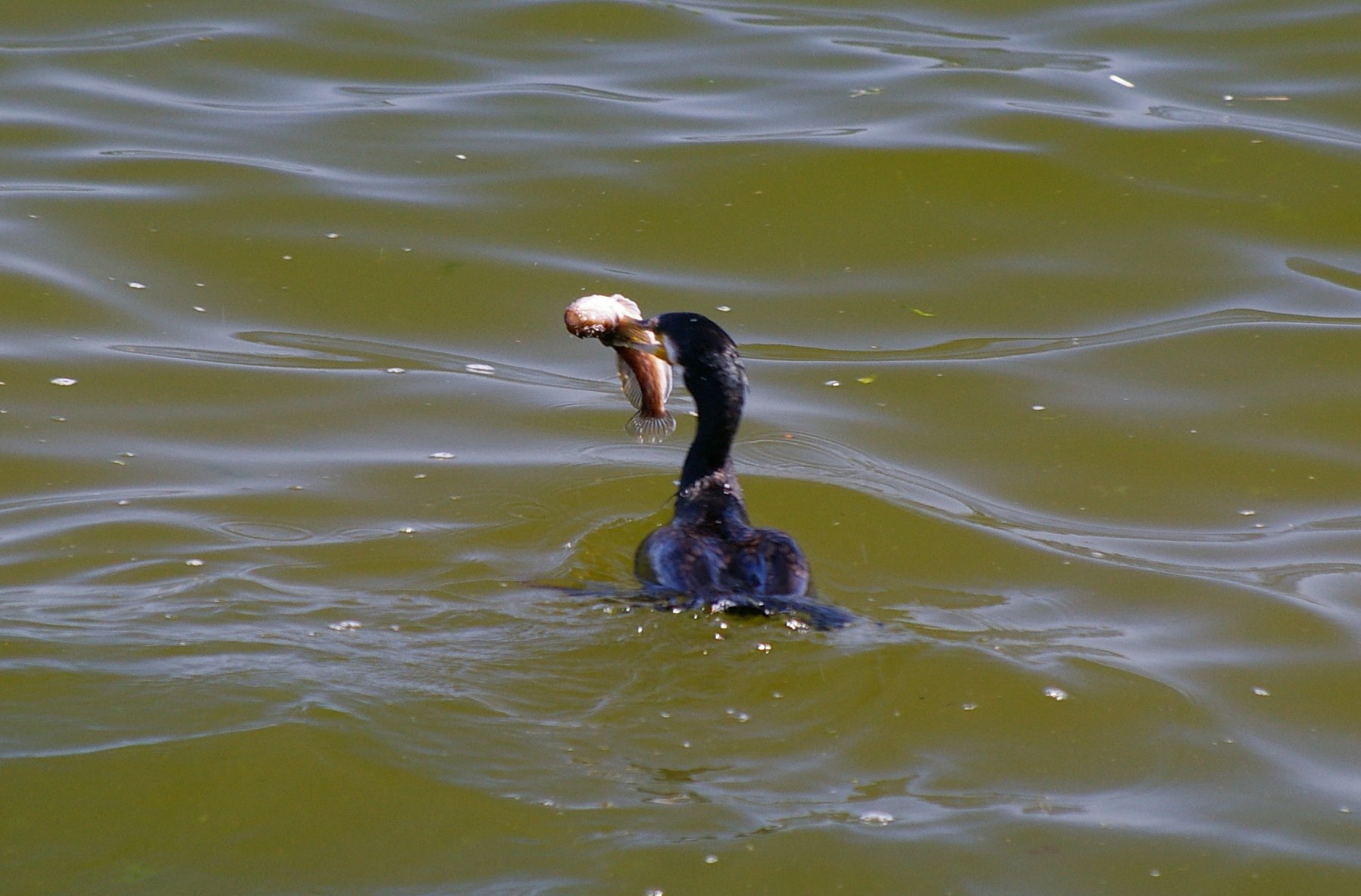 Breakfast in water