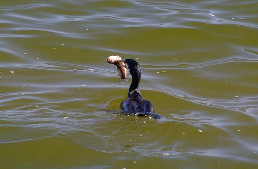 Breakfast in water