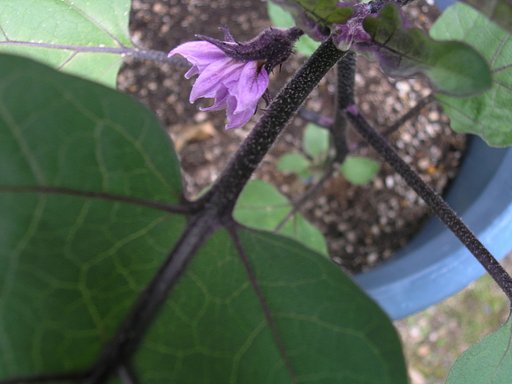 茄子の花