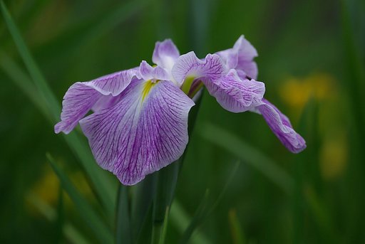 白紫の花菖蒲