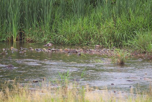 今朝の蒲生川の風景、シロチドリとマガモがのんびり！