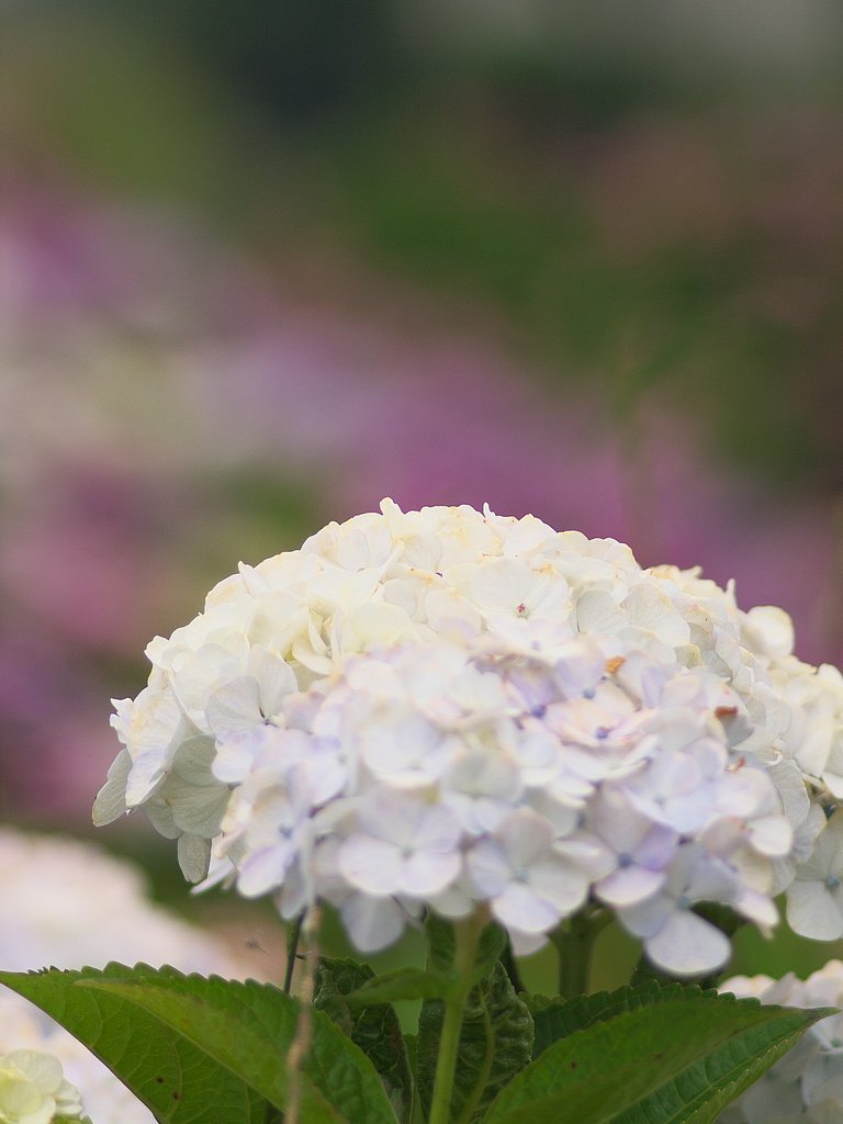 紫陽花も見納めどき？？その２