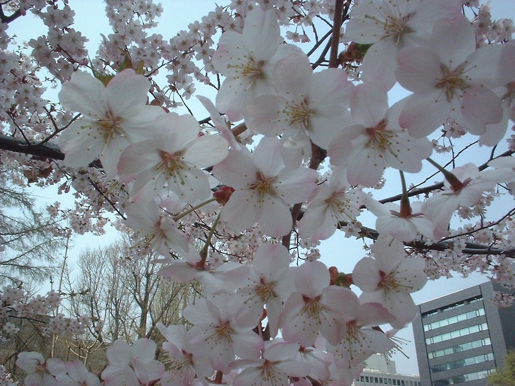 なに？桜か忘れましたぁ〜；
